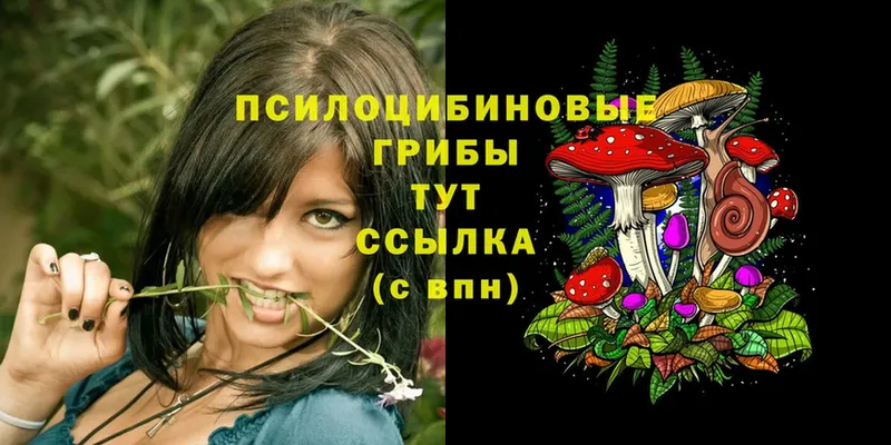 Галлюциногенные грибы Psilocybe  Баймак 